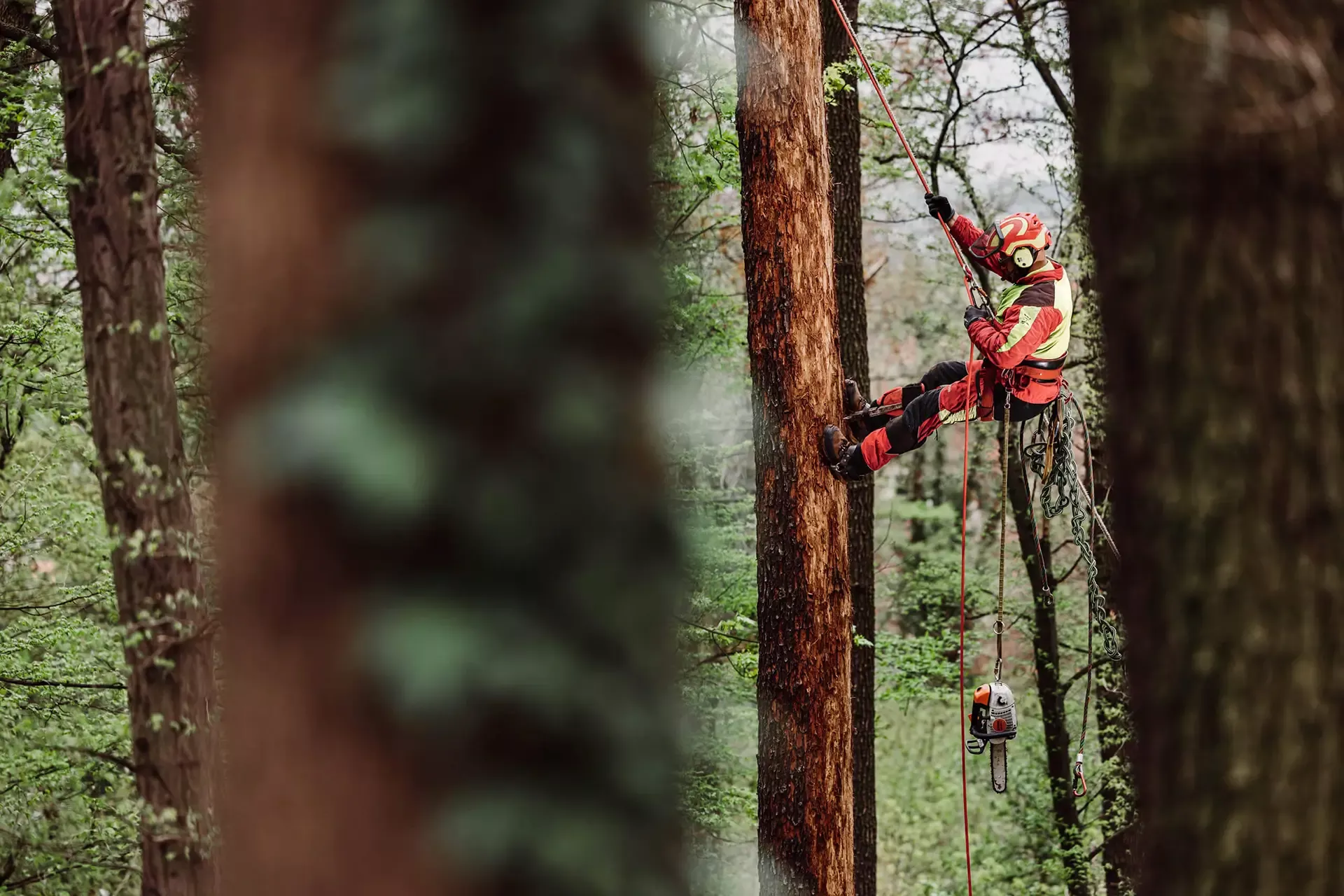 Ein Baumpfleger mit Sicherheitsausrüstung klettert mit Hilfe von Seilen auf einen hohen Baum in einem Wald. Unten hängt eine Kettensäge an einem Seil, und im Hintergrund sind die umliegenden Bäume zu sehen.