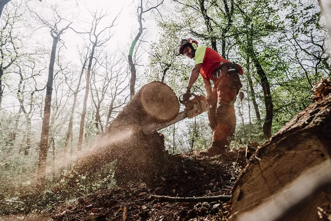 Eine Person mit Schutzausrüstung schneidet mit einer Kettensäge einen großen umgestürzten Baumstamm in einem sonnenbeschienenen Wald, wobei Holzspäne und Sägemehl umherfliegen.