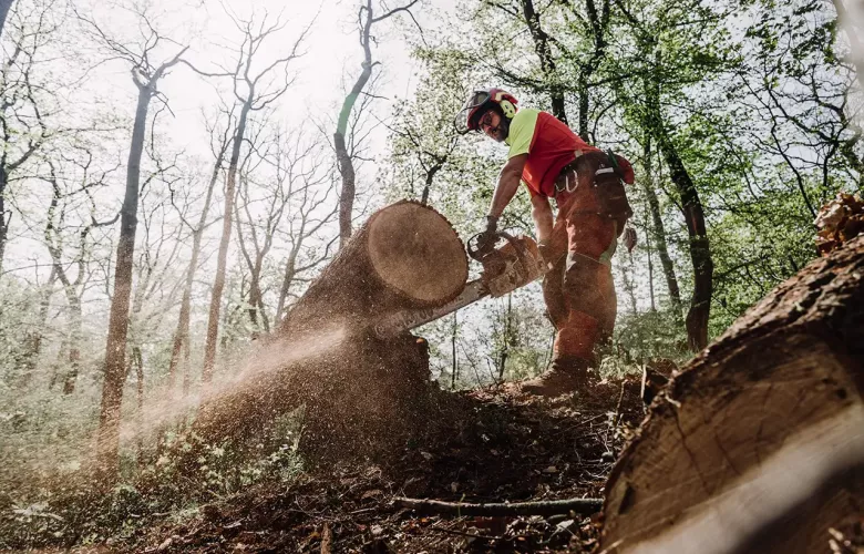 Eine Person mit Schutzausrüstung schneidet mit einer Kettensäge einen großen umgestürzten Baumstamm in einem sonnenbeschienenen Wald, wobei Holzspäne und Sägemehl umherfliegen.