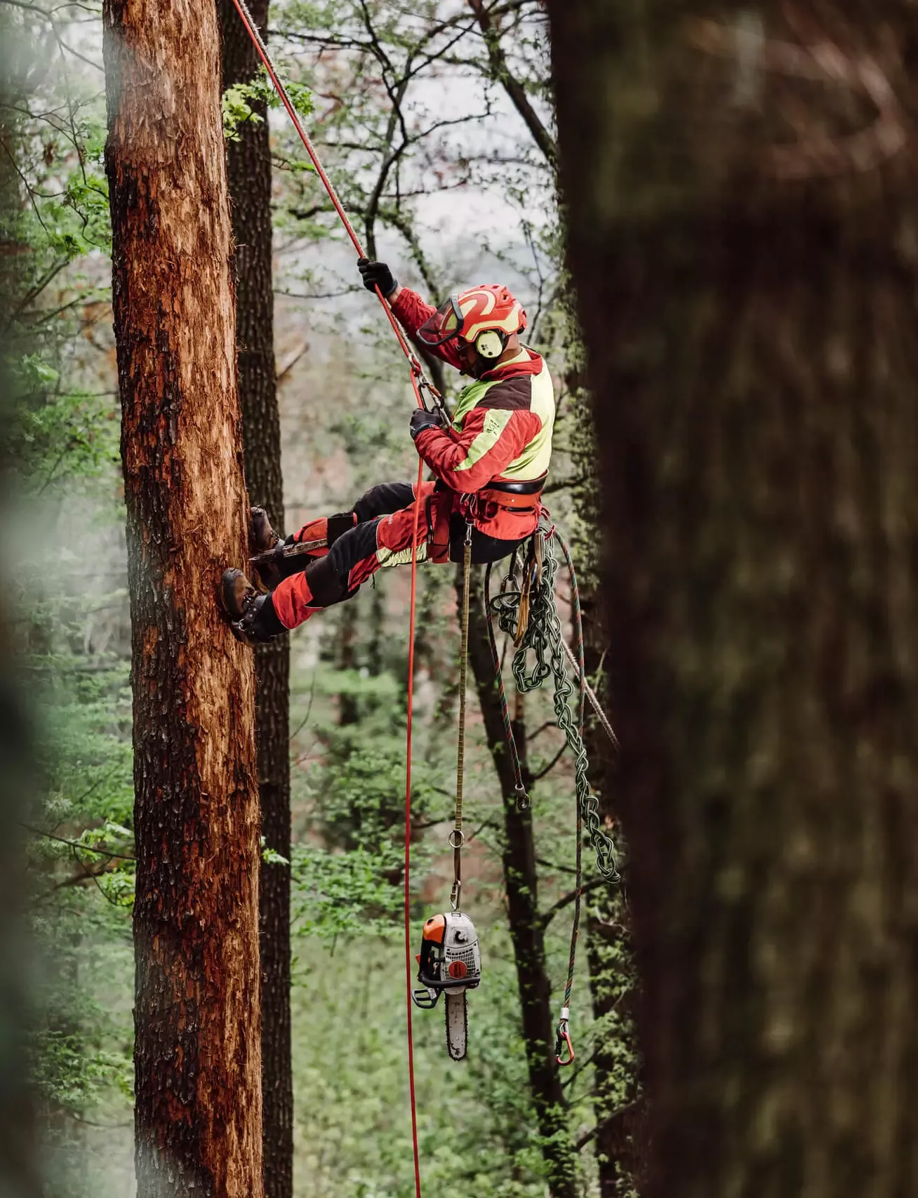 Ein Baumpfleger in Sicherheitsausrüstung und mit Helm klettert mit Seilen und Gurten auf einen hohen Baum, unter dem eine Kettensäge hängt, umgeben von einem Wald.