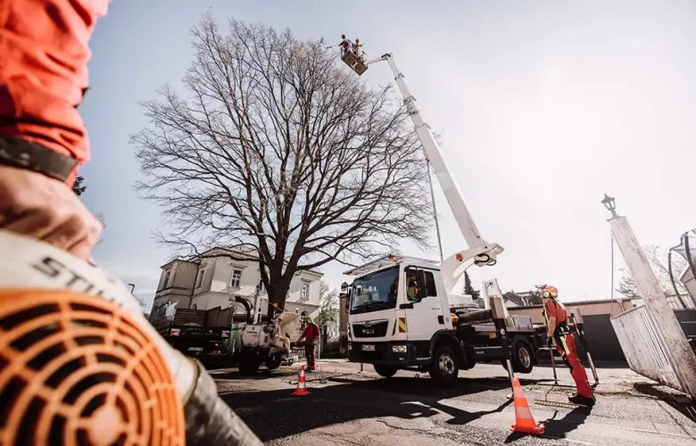Arbeiter beschneiden mit einem Kübelwagen einen großen Baum in einer Wohnstraße. Eine Person steht in der angehobenen Schaufel, während die anderen mit Schutzausrüstung und Geräten darunter arbeiten. Verkehrskegel markieren den Arbeitsbereich.