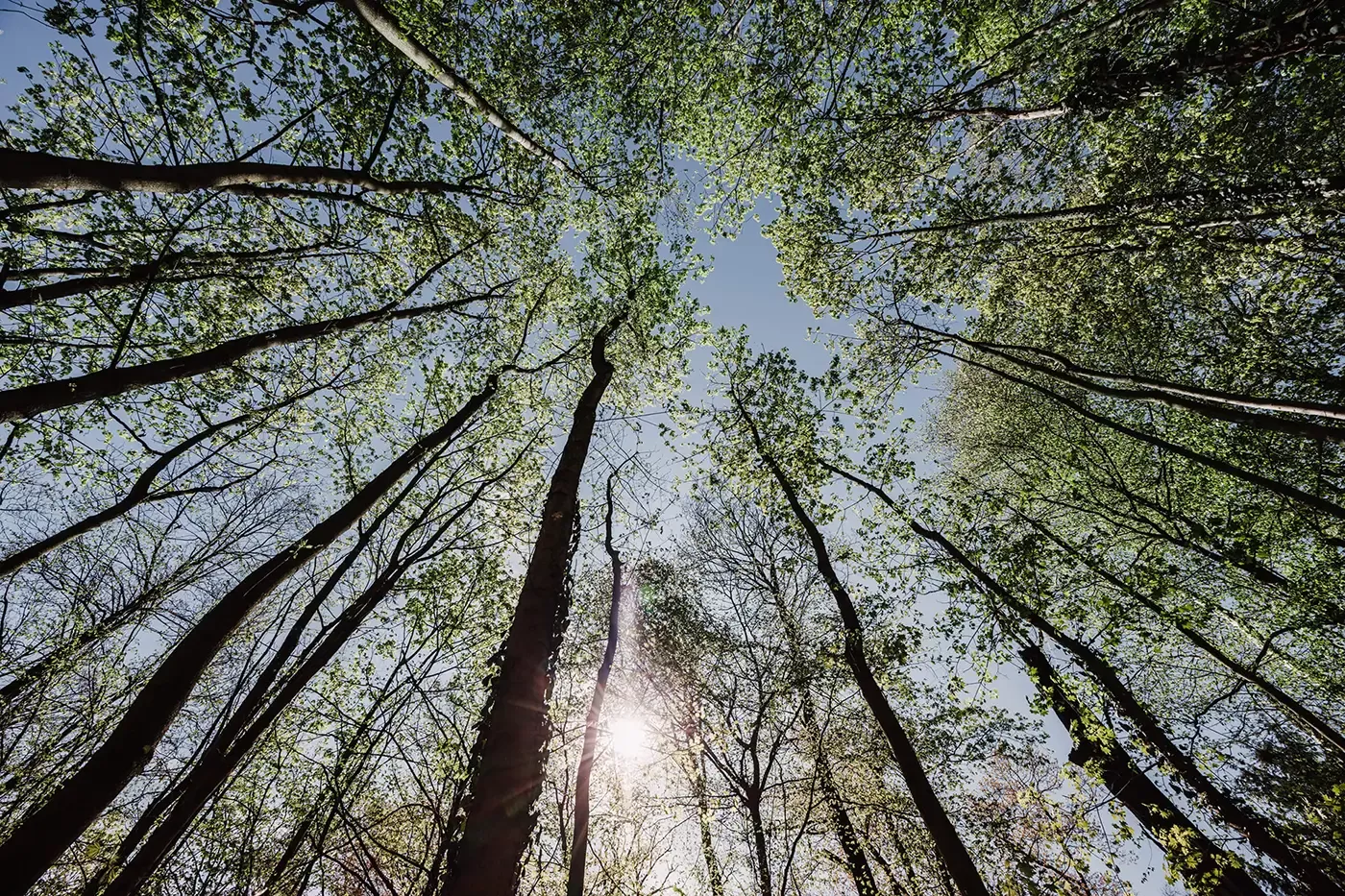 Hohe Bäume mit dünnen Stämmen und grünen Blättern recken sich dem strahlend blauen Himmel entgegen, und das Sonnenlicht fällt durch die Äste und Blätter, was ein Gefühl von Höhe und Offenheit in einem Wald vermittelt.