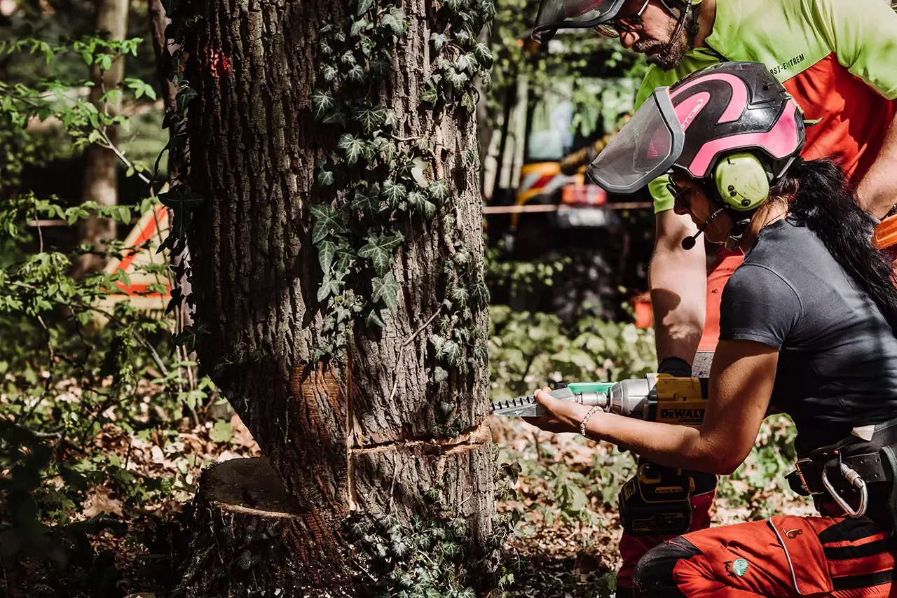Zwei Personen, die Schutzkleidung und Helme tragen, fällen mit einer Kettensäge einen großen Baum in einem Waldgebiet. Der Baumstamm ist teilweise abgeschnitten und von grünen Blättern und Efeu umgeben.