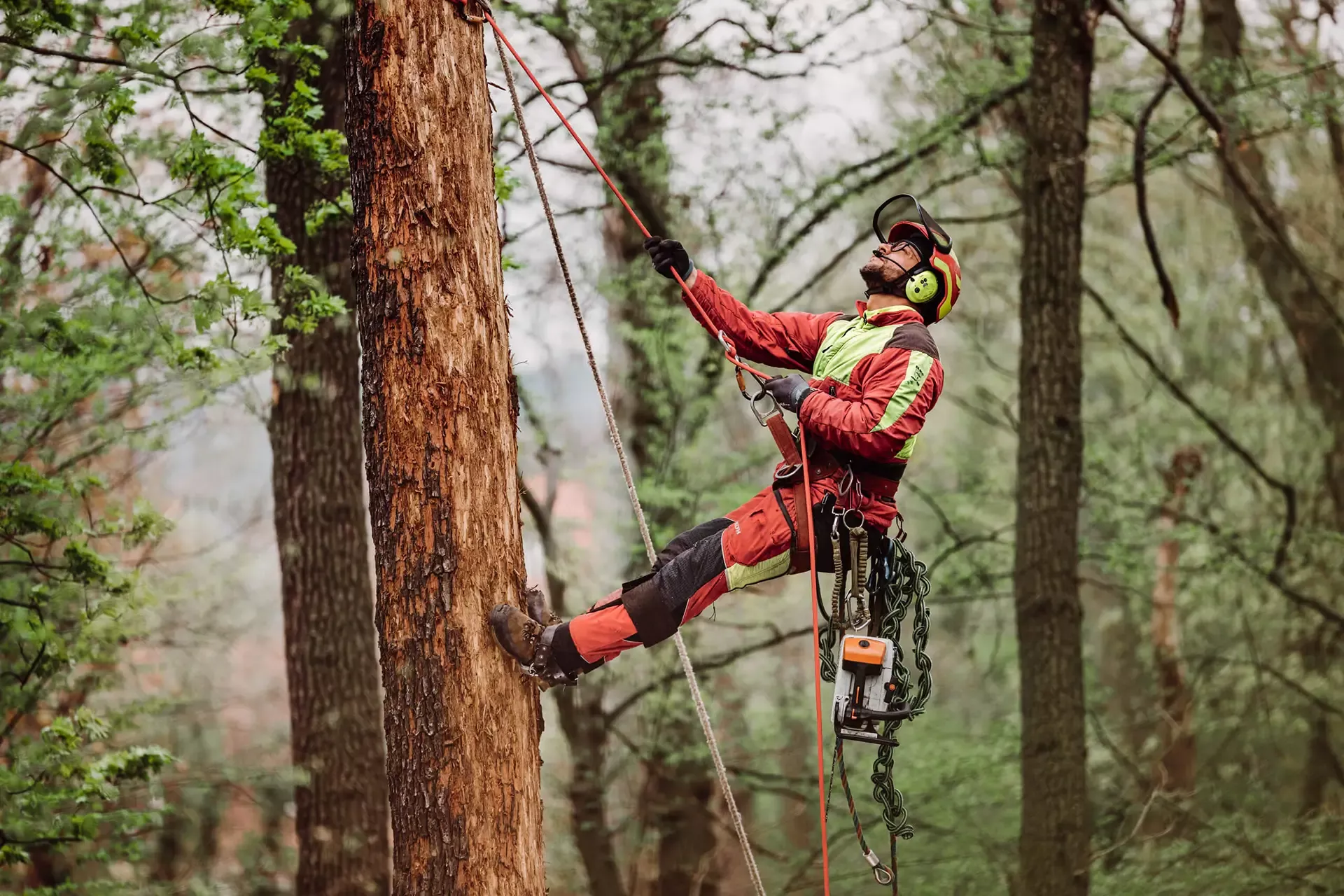 Ein Baumpfleger mit Schutzausrüstung und Helm klettert mit Seilen und Kletterausrüstung auf einen hohen Baum in einem Wald, der von grünem Laub umgeben ist.