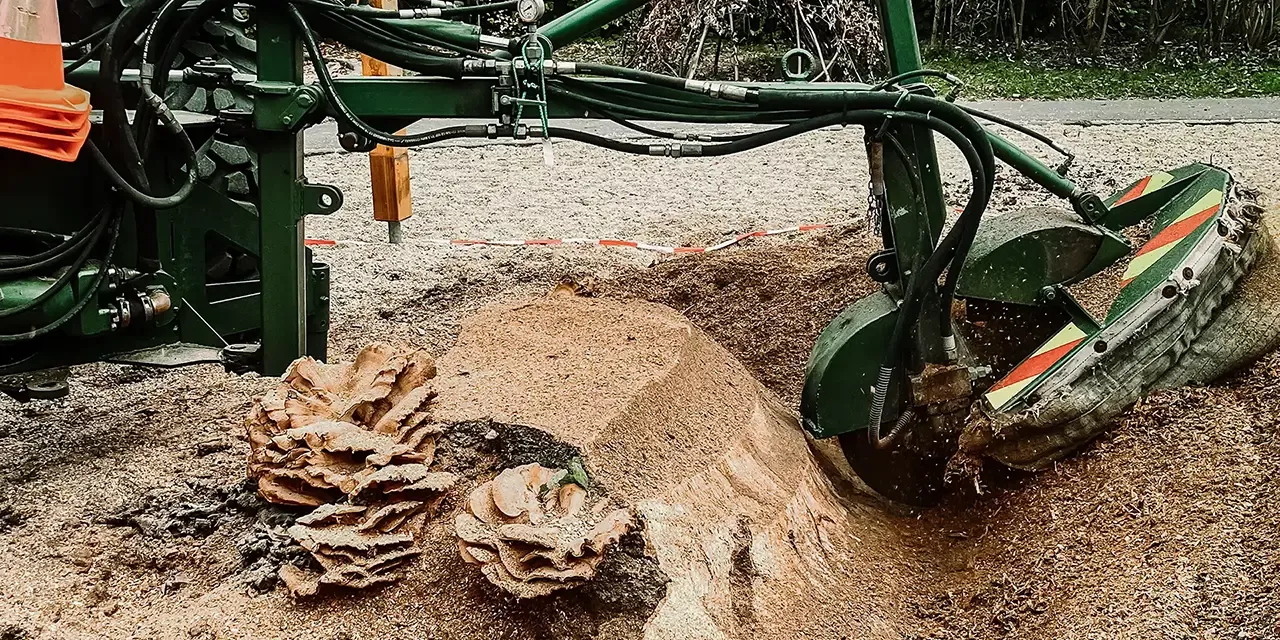Eine Stubbenfräse, die einen Baumstumpf zerkleinert, wobei Holzspäne und Stubbenreste auf dem Boden verstreut sind.