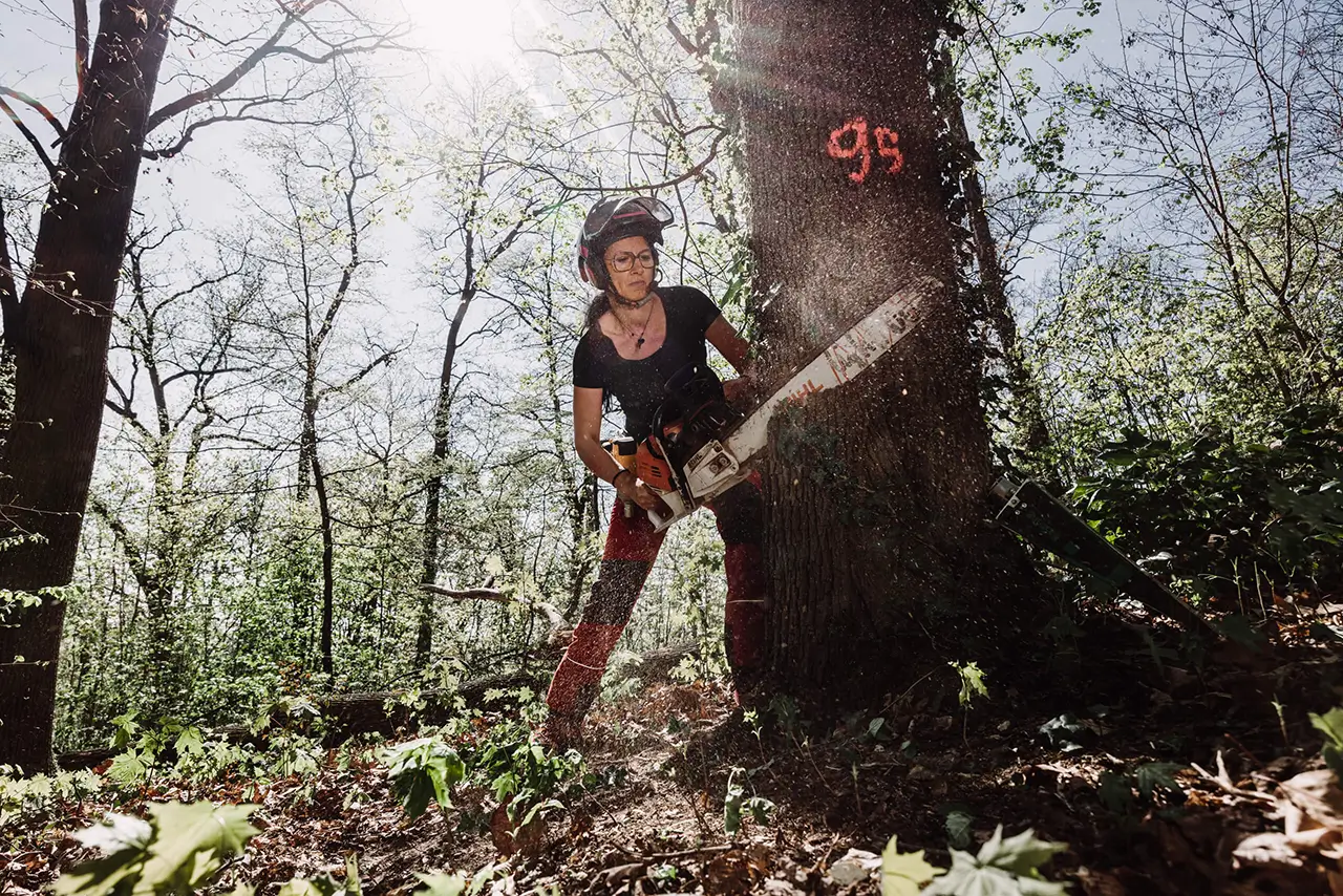 Eine Person mit Schutzausrüstung sägt mit einer Kettensäge einen Baum in einem sonnenbeschienenen Wald. Sägemehl fliegt, als die Kettensäge in den Stamm schneidet, der mit roter Sprühfarbe markiert ist.
